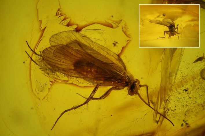 Detailed Fossil Caddisfly (Trichoptera) In Baltic Amber #173656